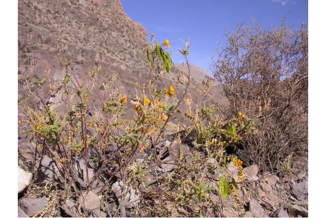 Senna van Arequipa