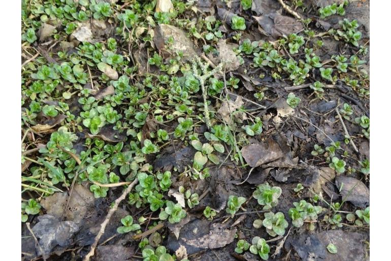 Veronica beccabunga Veronica beccabunga -22357