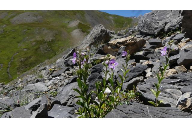 Struik ereprijs Struik ereprijs