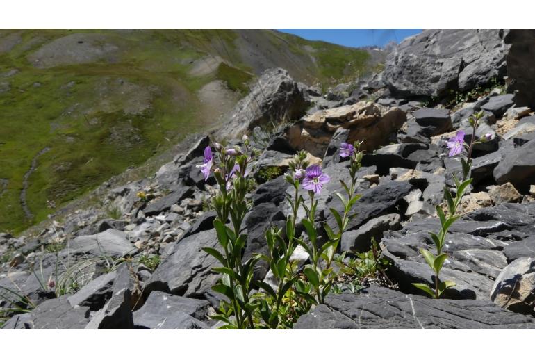 Veronica fruticulosa Veronica fruticulosa -22937