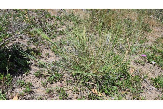 Coolah gras Coolah gras