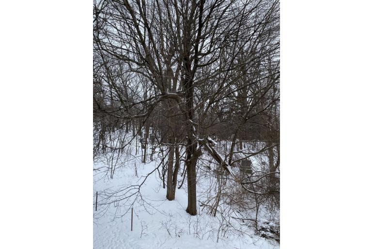 Acer platanoides -1
