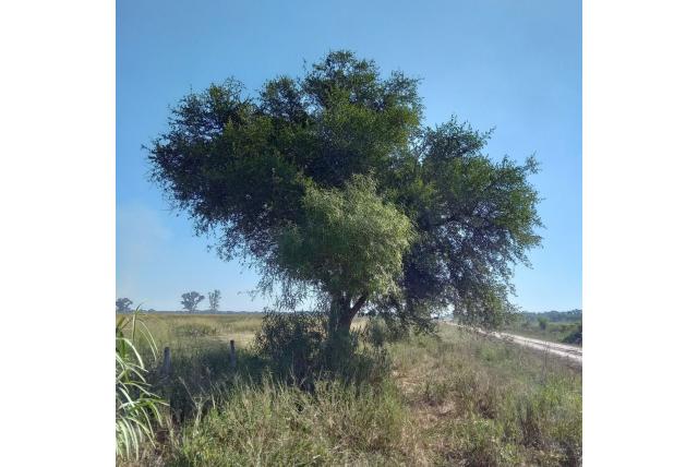 Stomp-blad Arganboom