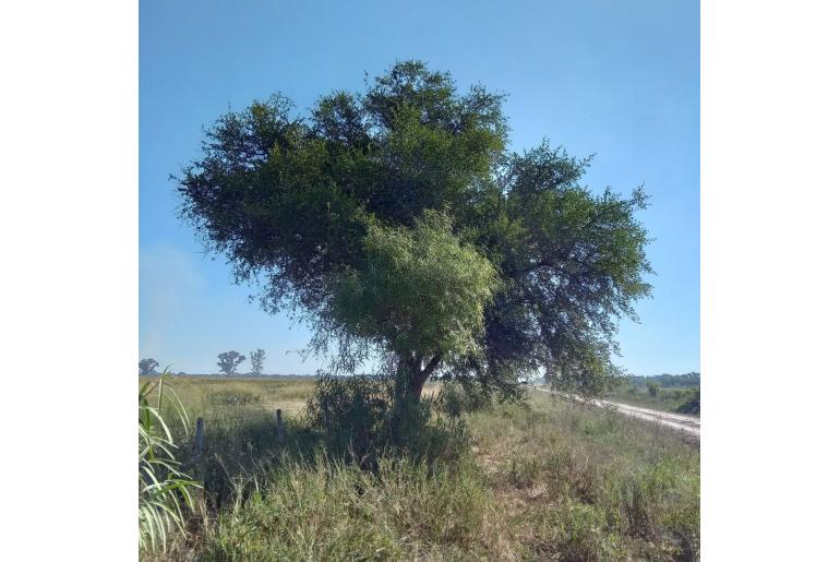 Sideroxylon obtusifolium 41