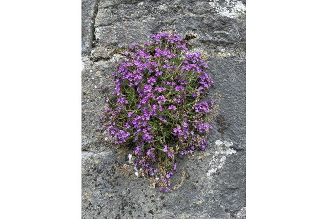Alpenleverbalsum
