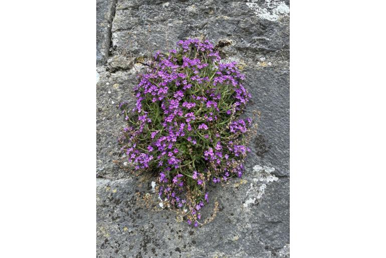 Erinus alpinus 45