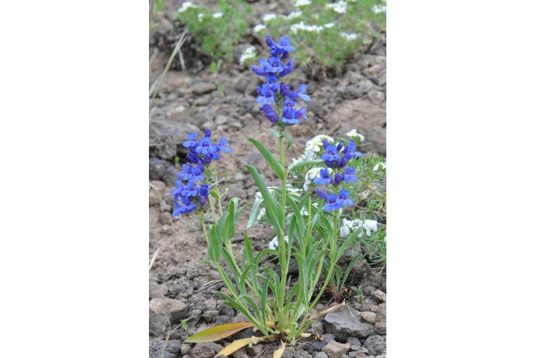 Penstemon saxosorum 48