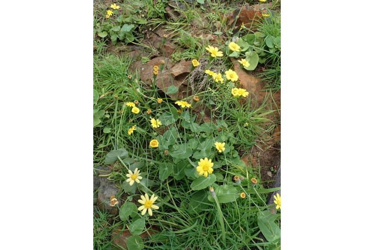 Othonna perfoliata -57