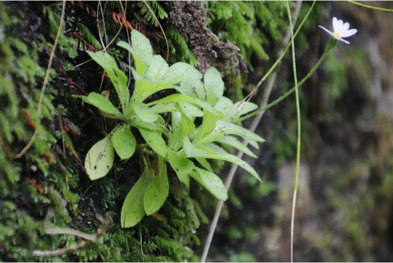 Felicia cymbalarioides&nbsp;72