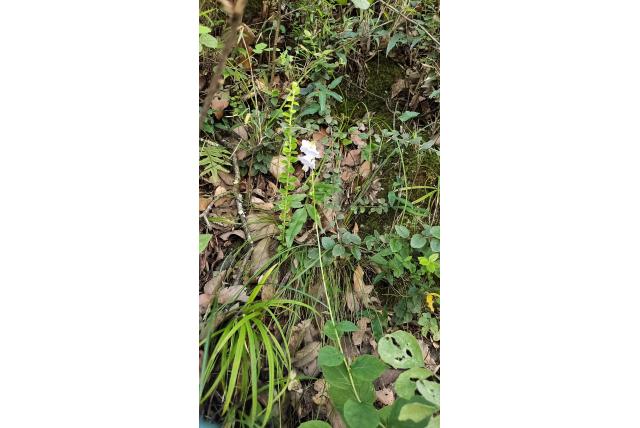 Khasi heuvels Adenophora