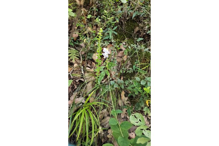 Adenophora khasiana&nbsp;91