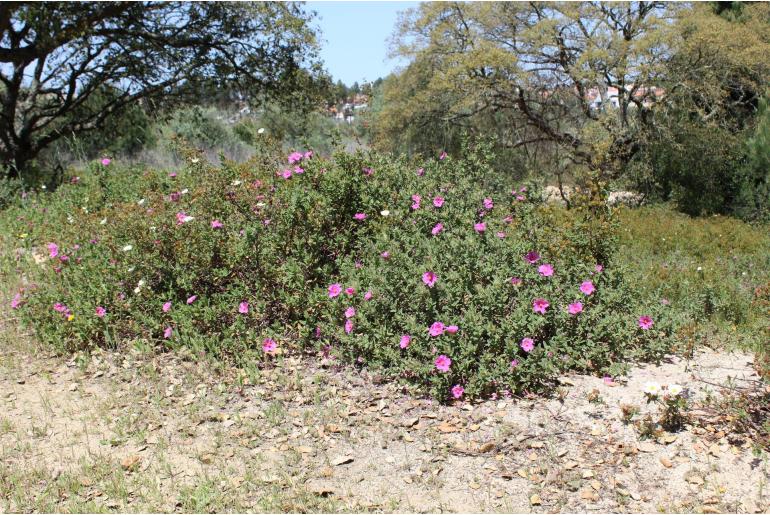 Cistus crispus -96