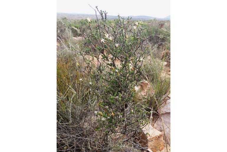Wahlenbergia neorigida 101