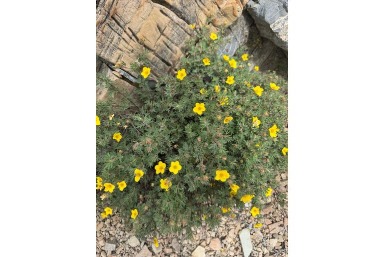 Dasiphora fruticosa 111