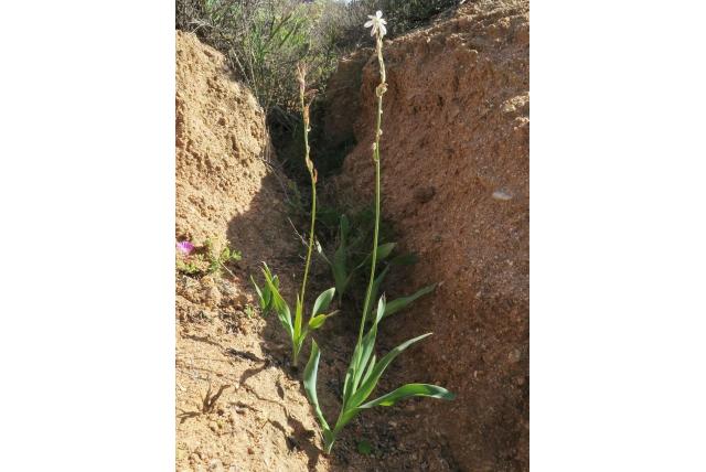 Namaqualand graslelie