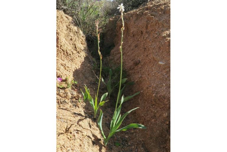 Chlorophytum namaquense&nbsp;114