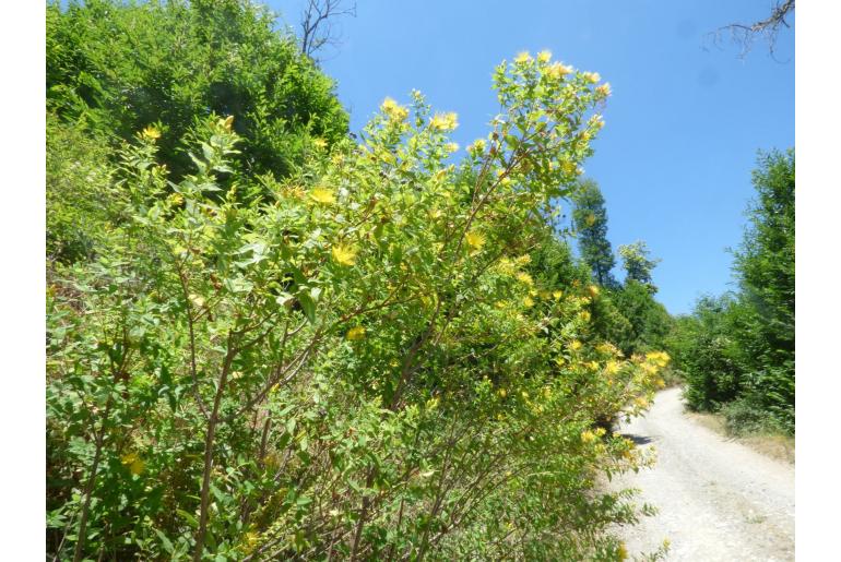 Hypericum hircinum 124
