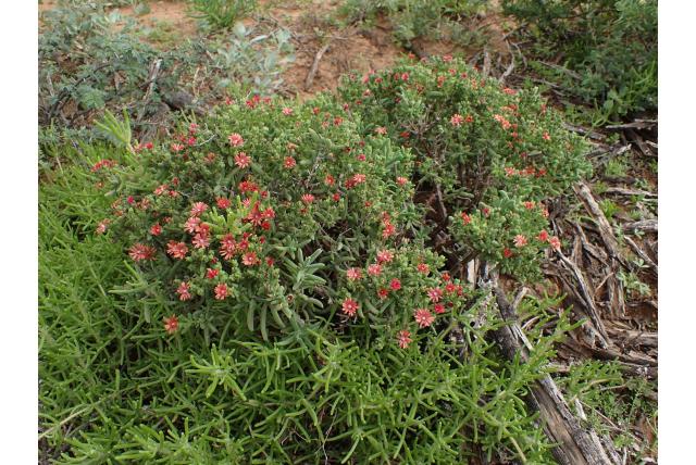 Veelbloemige ijsbloem