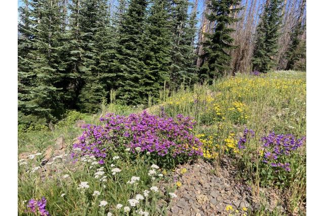 Cascade penstemon