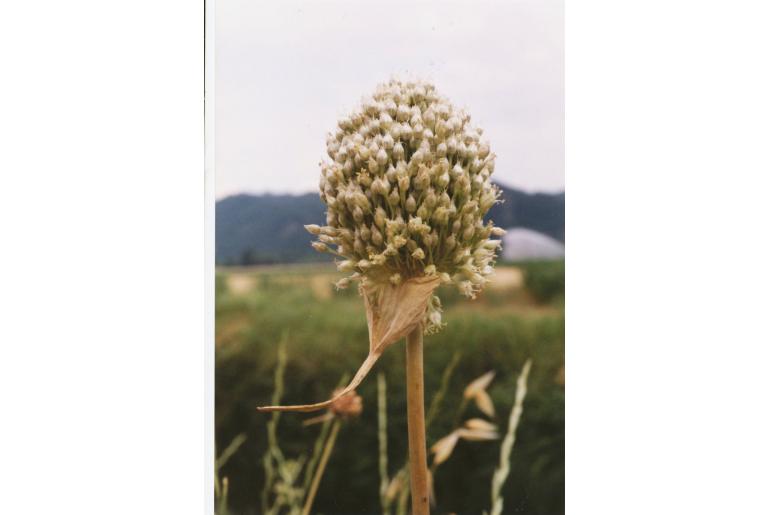Allium scaberrimum -136