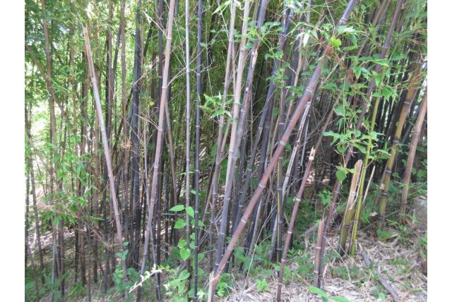 Black Bamboo