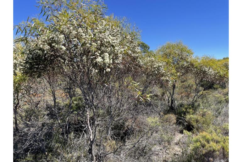 Eucalyptus leptophylla 143
