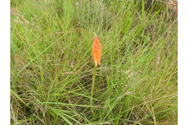 Driehoekig stomp gelobde vuurpijl Driehoekig stomp gelobde vuurpijl