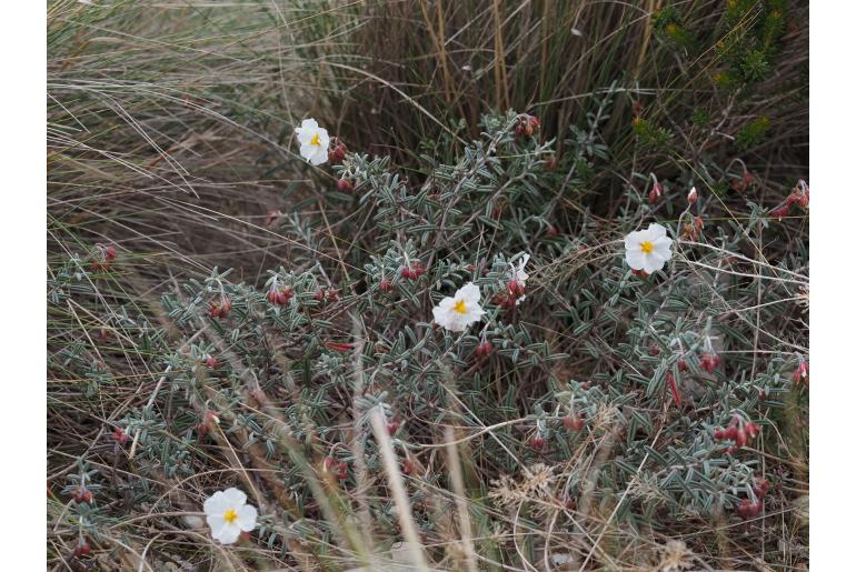 Helianthemum apenninum 150