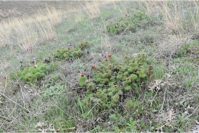 Dunbladige pioen Dunbladige pioen