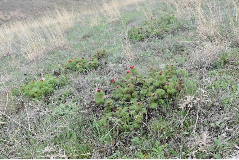 Paeonia tenuifolia 157