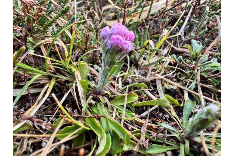 Antennaria dioica 163