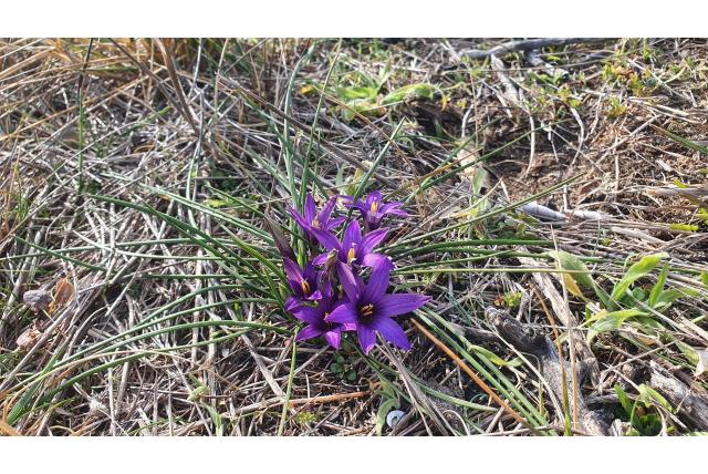 Arnaud's romulea