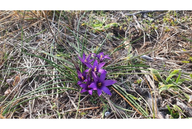 Romulea arnaudii 165