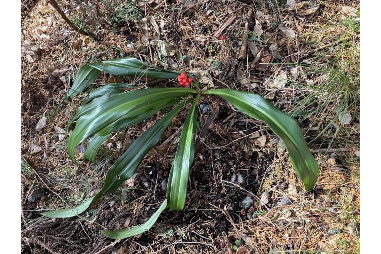 Rohdea japonica 168