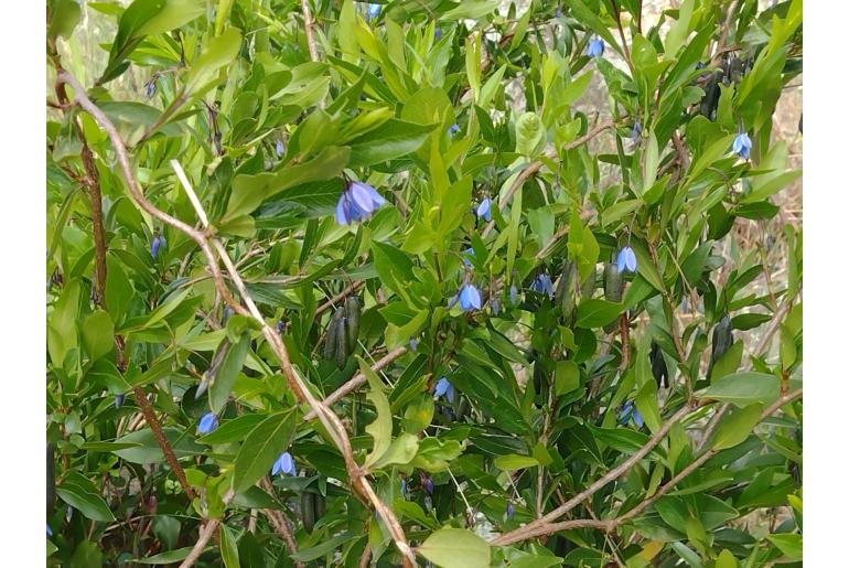 Billardiera heterophylla 179