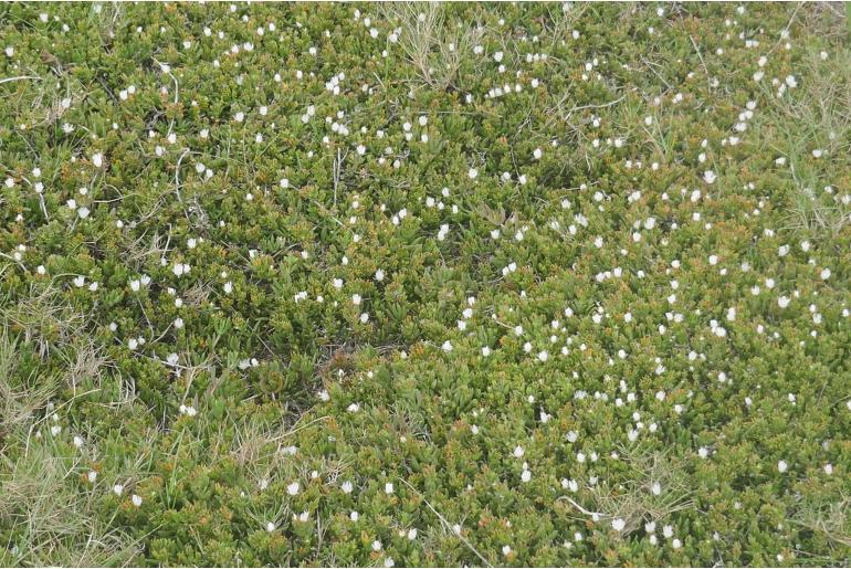 Delosperma uncinatum&nbsp;197