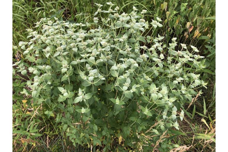 Pycnanthemum muticum 200