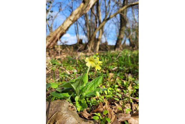 Slanke sleutelbloem