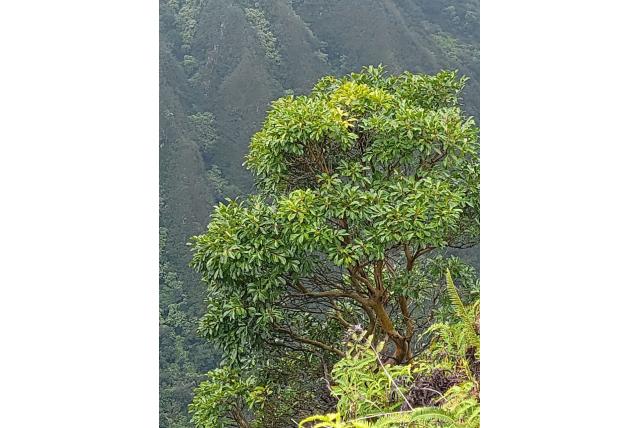 Aardbeiguave