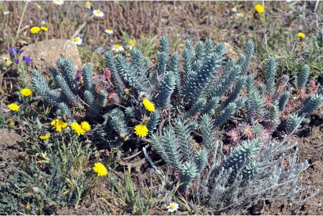 Baleares wolfsmelk