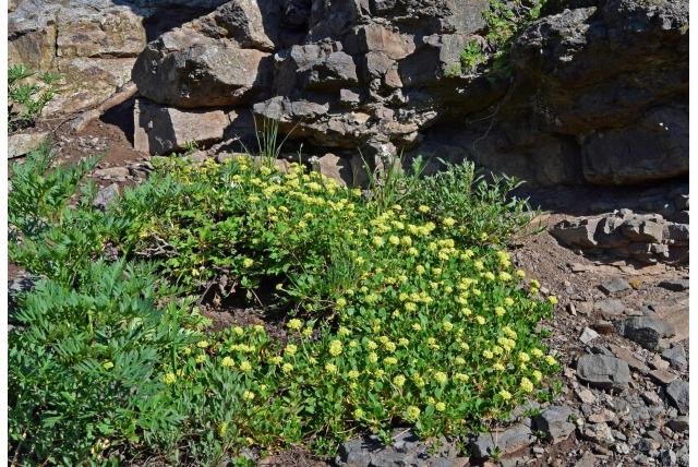 Porter's Zwavelbloem boekweit