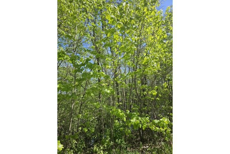 Tilia americana -237