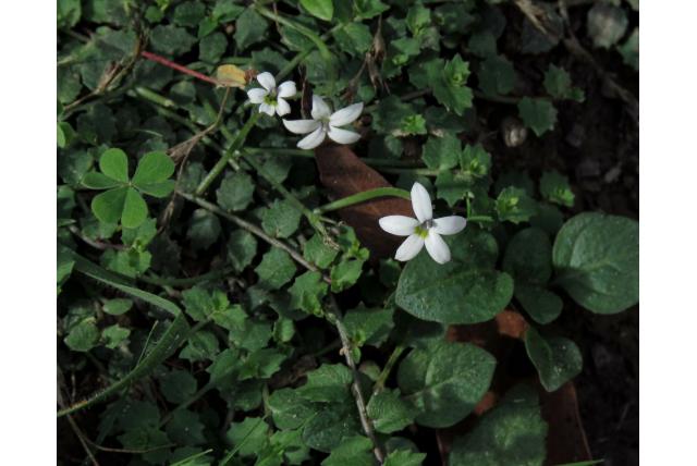 Gazonlobelia
