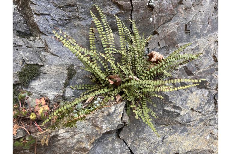 Asplenium trichomanes ssp quadrivalens 250