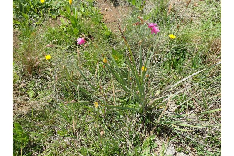 Dierama cooperi 256