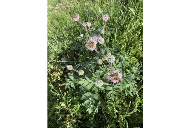 Kalekop waterblad