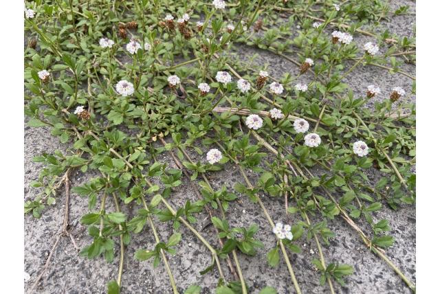 Kleine kruipende verbena