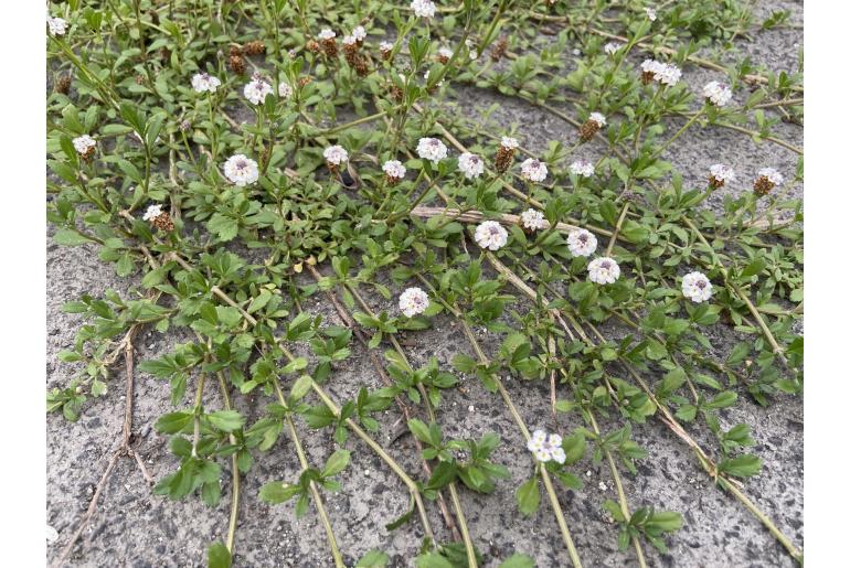 Phyla nodiflora var minor -263