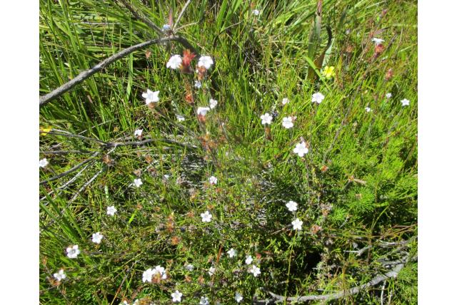 Candolle's prismatocarpus