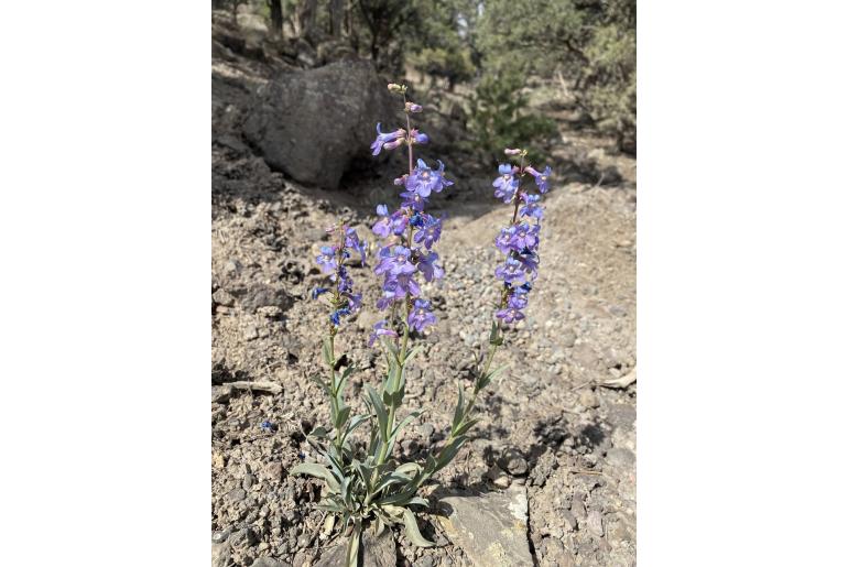 Penstemon osterhoutii 275